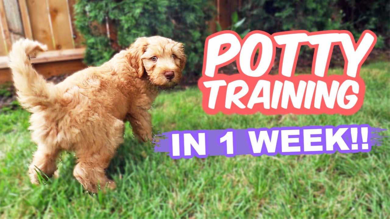 How Long It Take To Potty Train A Puppy