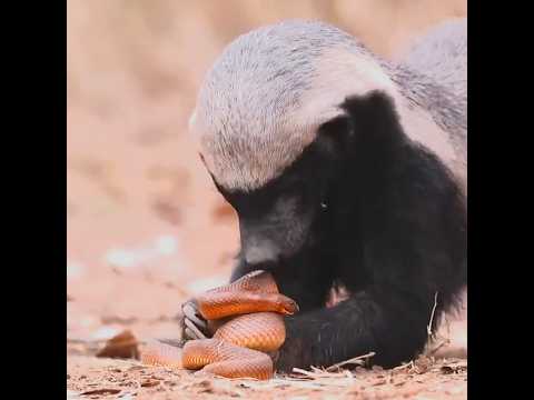 Honey Badger Don't Care 😯