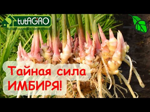 Этого об имбире вы точно не знали! Сажаем имбирь. В теплицу. Живая мульча!