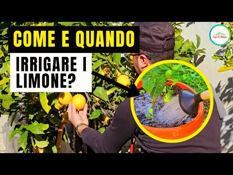 Quando IRRIGARE L'Albero Di LIMONE? E COME INNAFFIARE?