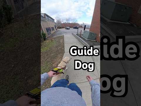 My Guide Dog And I Cross A Parking Lot #guidedog #dog #dogs