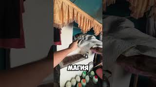 Выживаю в Деревне