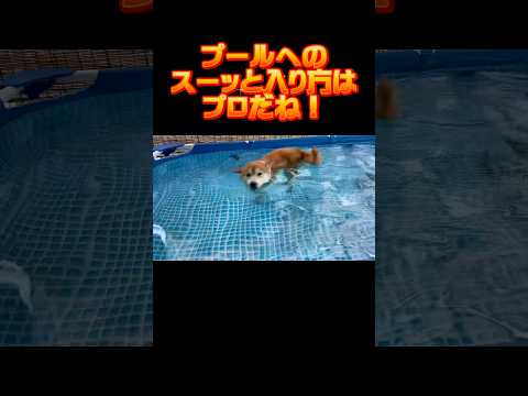 茶太郎の夏本番キタ！ #しばいぬ #柴犬 #shibainu #short