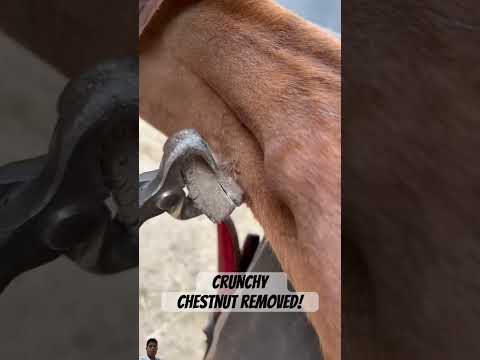 Great Crunchy Chesnut Removed ? #horse #farrier #equestrian #shorts #relaxationemotional
