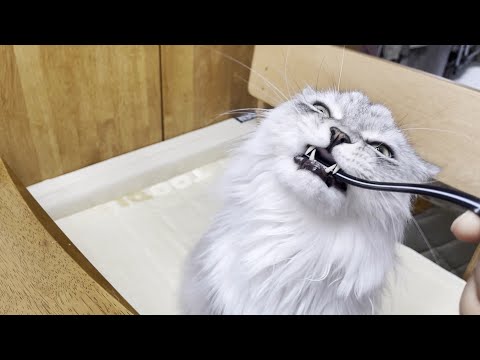 [My Pet] 고양이 약올리기, Play with Cat