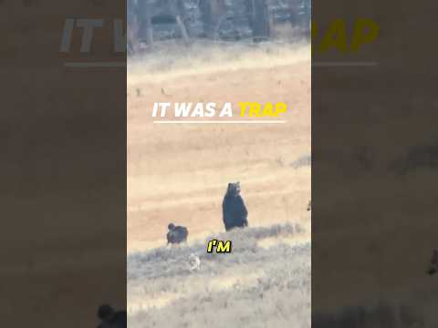 The Wolves Tricked This <strong>Bear</strong>#<strong>Bear</strong> #Wolves #Wildlife
