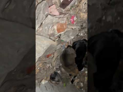 Разрешение получили на третий день… #собака #помощь #бездомные #дом #щенки #ищу