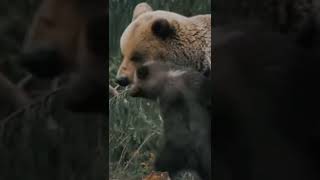 Озвучка