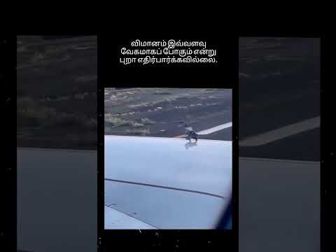 விமானம் இவ்வளவு வேகமாகப் போகும் என்று புறா எதிர்பார்க்கவில்லை.