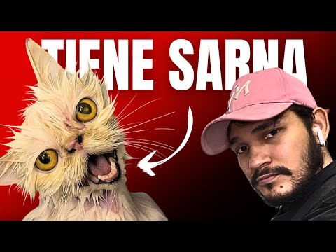 POBRE GATO PERSA TIENE SARNA ⚠️ ESTA MUY MAL🚨🆘