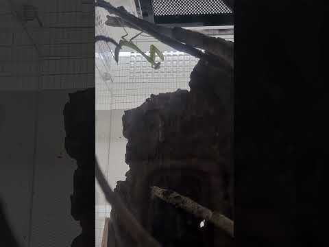 Gottesanbeterin Greeny #gottesanbeterin #mantis #insekten #insects #tiere #animals #scary #music