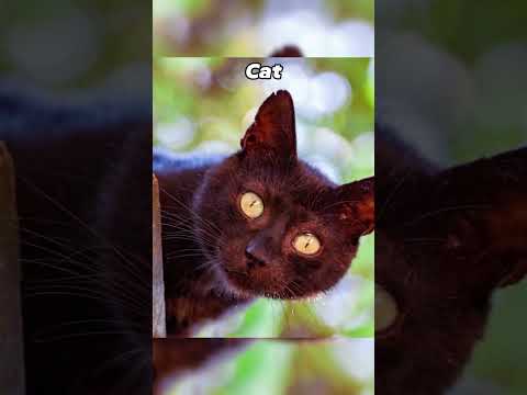 Skinwalker Disguised As Animals 🔥🔥 pt4 #shorts #viral
