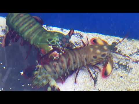 Peacock Mantis Shrimp Paired Up! Please keep comments family friendly ;)  The two were in adjacent tanks and were desperately trying 