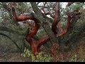 Southern California Wildfire Management