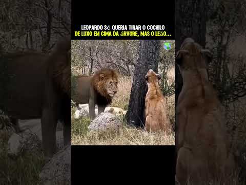 Leopardo só queria tirar um cochilo de luxo na árvore #animais #wildlife #africa #shorts