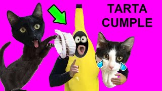 Gato reaccionando al hombre banana vs tarta de cumpleaños de gatos Luna y Estrella VIDEOS DE GATITOS