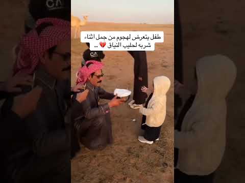 طفل يتعرض لهجوم من الجمل أثناء شرب حليب النياق #shorts #اللهم_صل_وسلم_على_نبينا_محمد