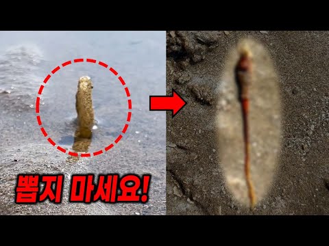 갯벌에 박혀있는 빨대를 함부로 당기지 마세요.. (조개 아님)