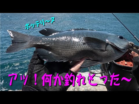ずっと逆潮でもグレならなんとかなるる？　七転八釣