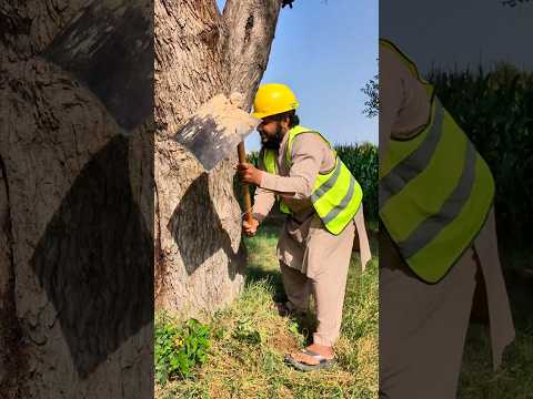 Larky NY Tree cut hony sy bacha Lia 🌲 birds ko bhi bacha Liya #viralvideos #trendingshorts #ytshorts