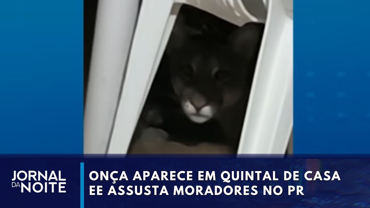 Onça aparece em quintal de casa em Maringá e assusta moradores
