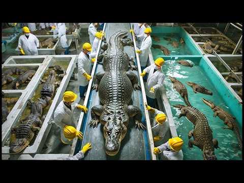 They earn millions of dollars thanks to crocodile meat! Crocodile meat production process!