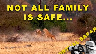 When Family Isn’t Safe: Lion Mothers Stand Their Ground | Virtual Safari #282