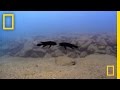 Cichlid Fish Mouth Fighting Concepts