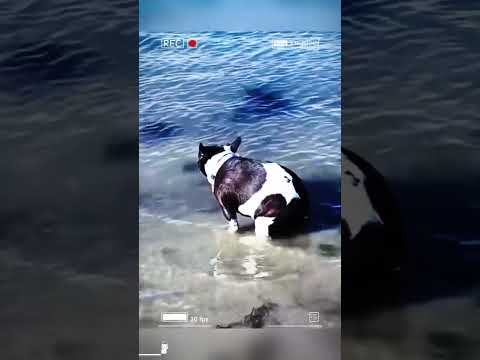 funnydogs#cute#doglover#doglife#cure#dogshorts#pet#doglife#dogshorts