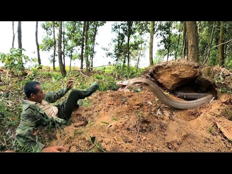 The terrifying moment a man was attacked by a king cobra while collecting firewood in the forest.