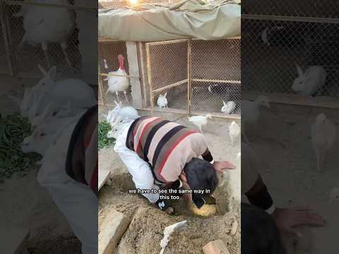 Let's see the rabbit gave birth to babies? #rabbitbabies #rabbitcage #rabbitfarming #minizoo