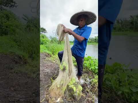 Amazing village Fishing - Traditional Net Fishing in rural village with beautiful Nature