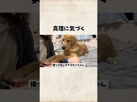 ゴールデンレトリバーの特徴と真理について知ろう サムネイル