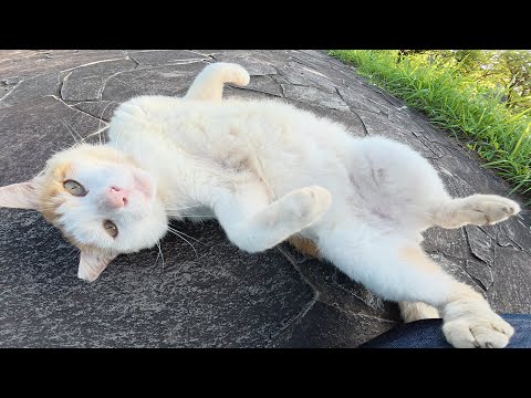 久しぶりに茶シロ猫に会ったら「ベンチに行こう！」と誘われた