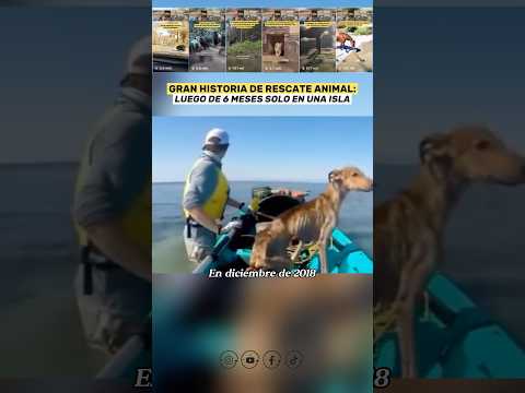 Rescate Animal: Perro Atrapado en una Isla 6 meses 💔
