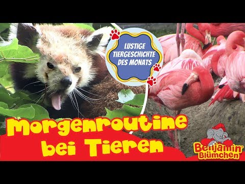 Benjamin Blümchen - lustige Tiergeschichte des Monats | MORGENROUTINE bei Tieren