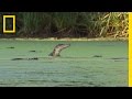 Alligator Behavior and Ecology