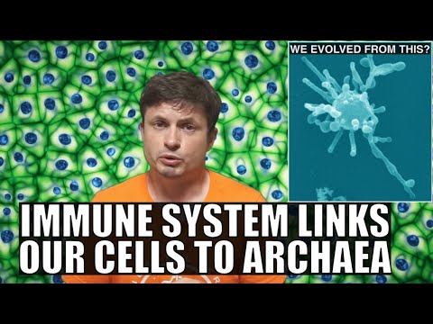 New Undeniable Proof That Our Cells Evolved From Asgard Archaea