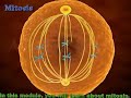 Mitosis and Cell Division Concepts