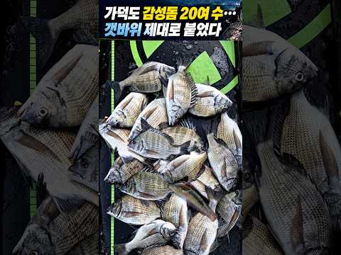 가덕도 감성돔 20여 수… 갯바위 제대로 붙었다 #FTV #조황정보 #붕어낚시 #<strong>바다낚시</strong> #루어낚시