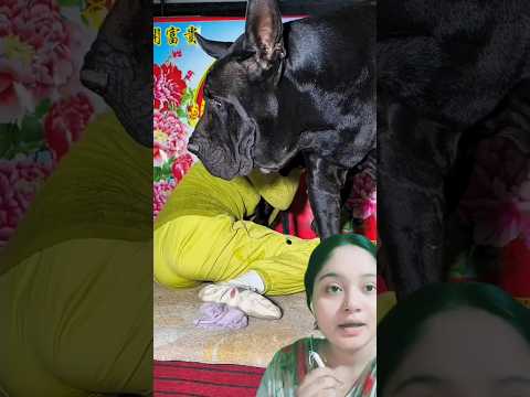 মেয়েটা কুকুরটাকে অনেক যত্ন করে #girl #dog #dogs #help #helping #young #dogshorts #doglife #short