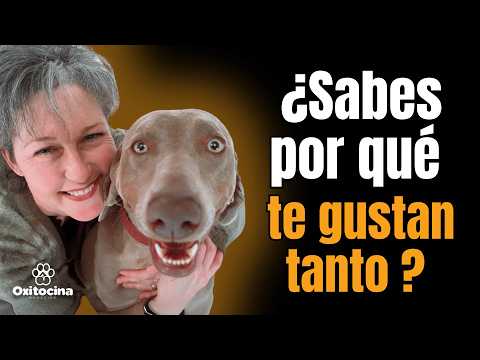 ¿Por qué nos gustan tanto los perros? La ciencia detrás de nuestra conexión