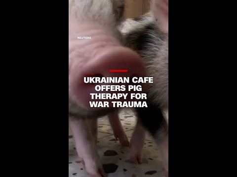 Ukrainian cafe offers pig therapy for war trauma