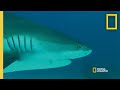 Shark Vision and Behavior Insights