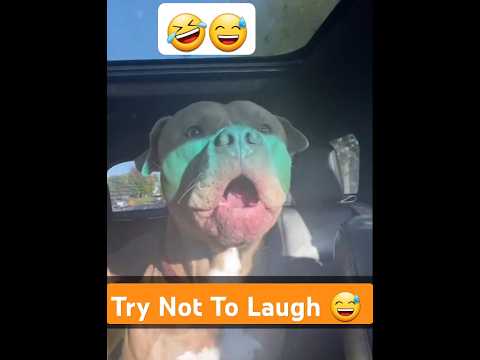 Try Not To Laugh 🤣Funny Dogs trying to speak #funnyvideo #Funnydogs#dogs #dogshorts #laugh#reaction