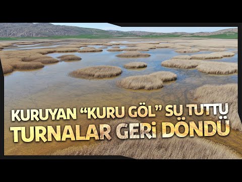 Kuruyan “Kuru Göl” Su Tuttu, Giden Turnalar Geri Döndü