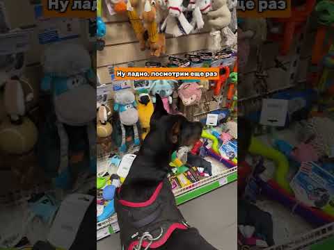 Подписывайся🧡 я рассказываю о жизни с доберманом и помогаю хозяевам кайфовать от жизни с питомцами 🥹