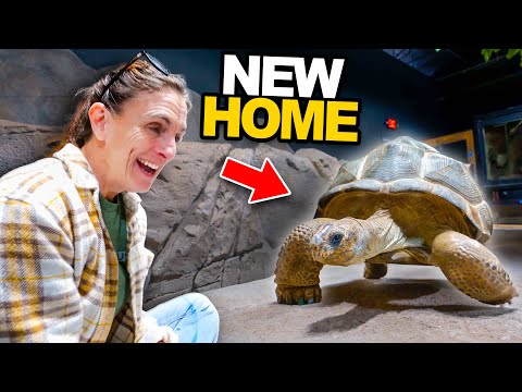 Giant Tortoise Sees New Giant Home!