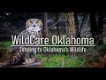 Wildlife Rehabilitation and Care Concepts