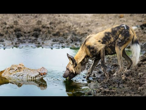 Wild Dogs Suddenly Become Prey For Crocodiles When Hunting - Crocodile Vs Wild Dog